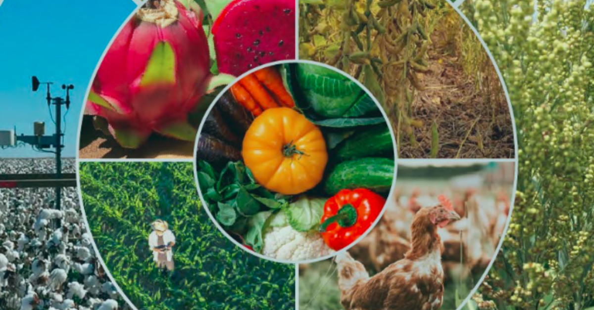 A verdadeira história da EMBRAPA: como 50 anos de pesquisa agropecuária transformaram o Brasil no celeiro global